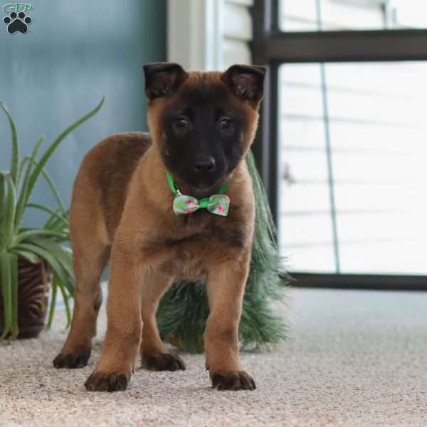 Honey, Belgian Malinois Puppy